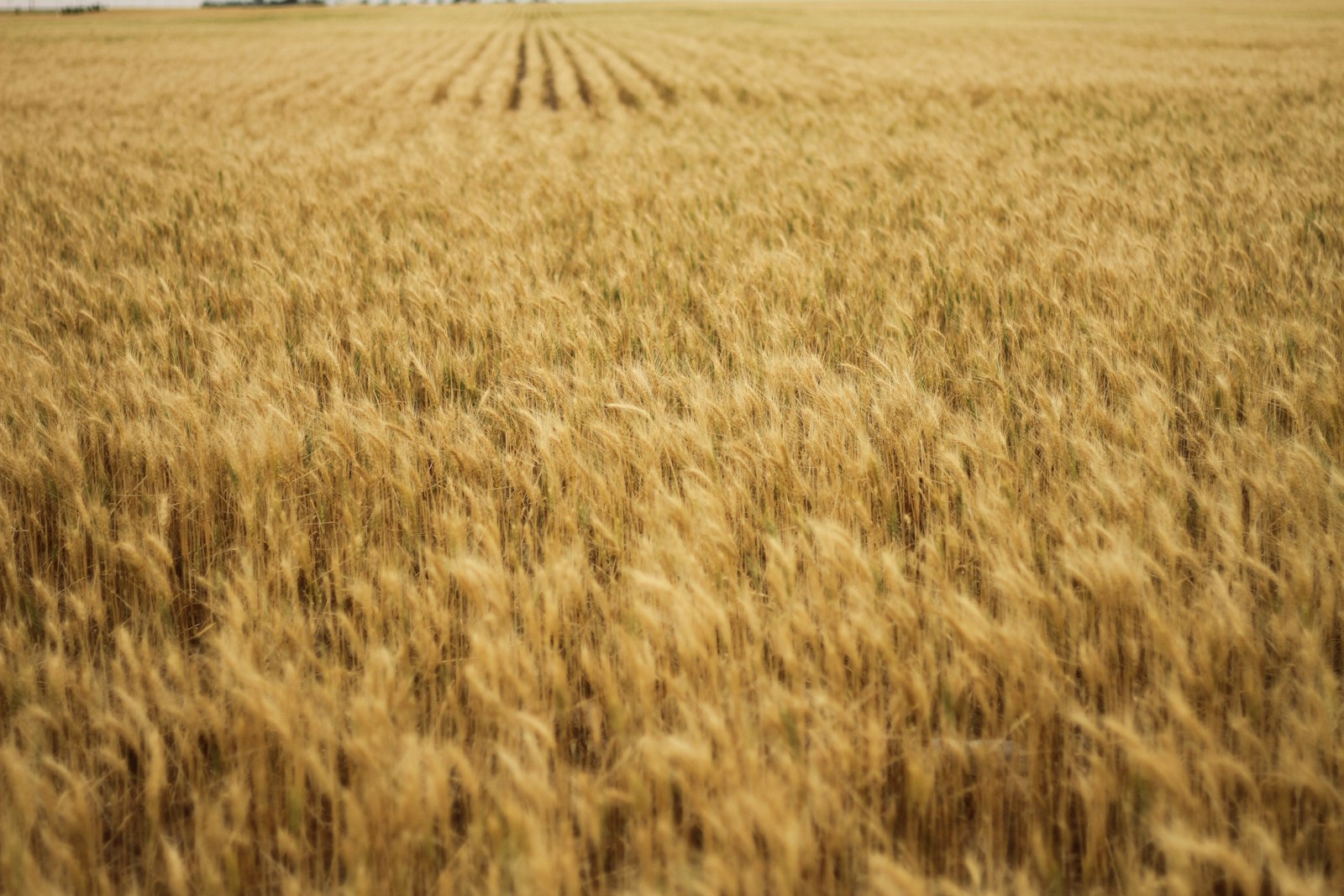 A golden wheat field under open sky, representing the agricultural communities the Chamber serves.